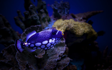 рыбка синяя с белым, морская, маленькая, дно моря, водоросли, Fish blue and white, sea, small, bottom of the sea, algae