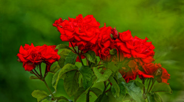 Фото бесплатно букет, цветы, красные цветы, зелёный фон, яркие обои