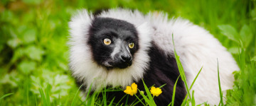 ruffed lemur habitat, зеленая трава, животное, лемур, естественная среда обитания