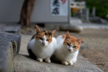 кошки-подружки сидят вместе