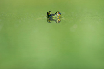 Фото бесплатно вода, цветок, зелёный