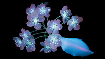 Фото бесплатно цветок, голубые цветы, рендеринг