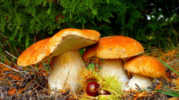 грибы, макро, белый гриб, осень, туя, ветки