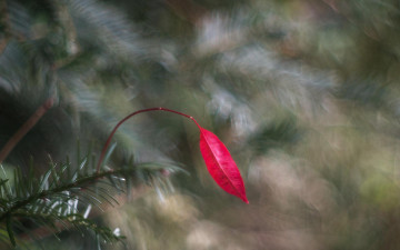 минимализм, красный лист, размытость, хвоя, minimalism, red leaf, blur, needles