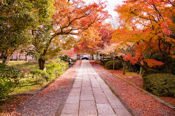 Фото бесплатно кустарники, парки, Япония, осень, аллея, природа