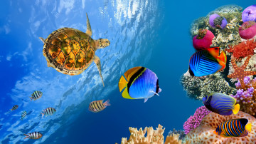 ultra hd 4k wallpaper, подводный мир, полосатые рыбки, кораллы, черепаха, морская звезда, Underwater world, striped fish, coral, tortoise, starfish