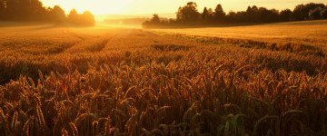 поле спелой пшеницы, закат, природа, пейзаж, красота