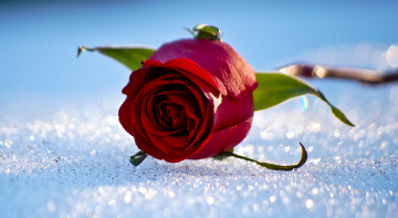 красная роза на снегу, макро, 
red rose in the snow, close-up