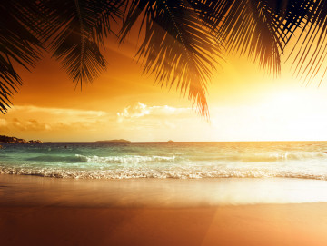 Фото бесплатно вид с берега, пальмовые листья, пляж, лучи солнца