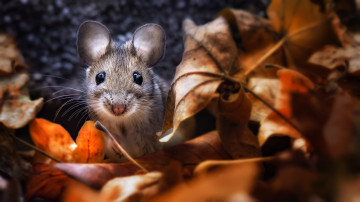 ушастый мышонок в сухих листьях