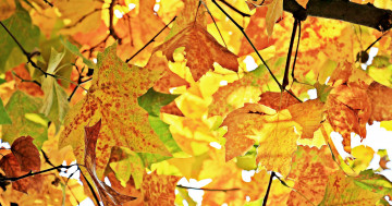 Фото бесплатно осень, листья, желтые листья