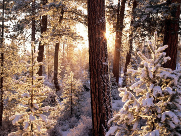 зима, природа, рассвет, лучи солнца, снег, деревья, елки, лес, обои пейзаж, Winter, nature, sunrise, sun rays, snow, trees, trees, forest, wallpaper landscape