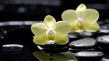 white orchid, black smooth stones, water, flowers, белая орхидея, черные гладкие камни, вода, цветы