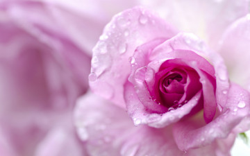 розовая роза, бутон, цветок, капли, роса, pink rose, bud, flower, drops, dew