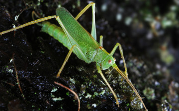 кузнечик, зеленый, макро, насекомые, фото хорошего качества, природа, grasshopper, green, macro, insect, good quality photos, nature