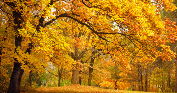 Обои на рабочий стол золотая осень, лес, пейзаж, листья, деревья, поляна, парк, природа