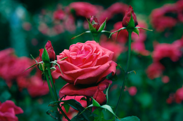 Фото бесплатно розовые розы, цветы, зеленые листья