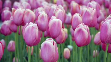 лиловые тюльпаны, поле цветов, весенние цветы, красивые обои