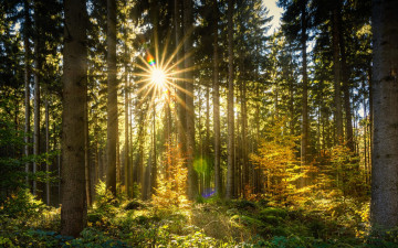 2560х1600, лучи солнца пробиваются сквозь стволы деревьев густого леса