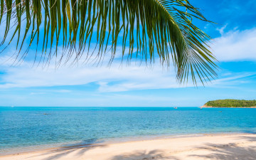 летний отдых, море пляж, ветка пальмы 2880х1800
