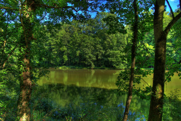 Фото бесплатно болото, природа, лес, лето, яркие обои