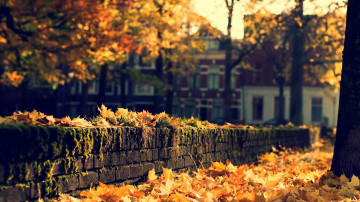 домики, стена, листья, каменный забор, улица, осень в городе