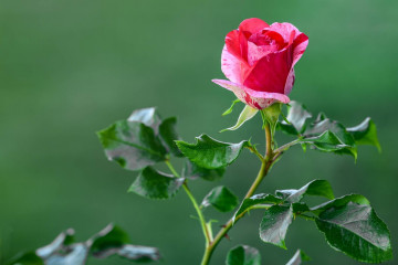 Фото бесплатно роза, цветок, розовые розы, зелёный фон