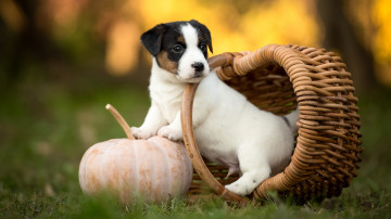 Маленький щенок сидит в корзине на зеленой траве возле тыквы 3840х2160 4к скачать