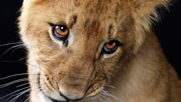 львенок, просящие глаза, дикие животные, Lion cub, begging eyes, wild animals