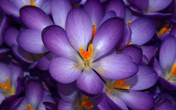 шафраны фиолетовые, цветы, обои на рабочий стол, Saffron purple, flowers, wallpaper