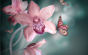 бабочки, цветы, розовая орхидея