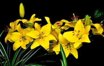 Фото бесплатно желтые цветы, желтые лилии, цветы