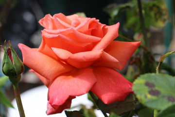 розовая роза, лепестки, цветок