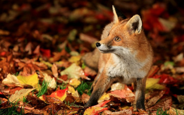 лисёнок, осень, листья, дикое животное, обои хорошего качества, Fox, autumn, leaves, wild animal, wallpaper of good quality