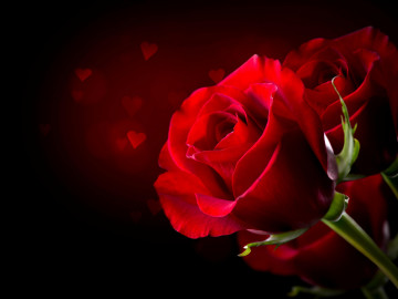 Фото бесплатно красные лепестки, красные бутоны, роза