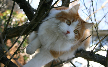 кошка на дереве, Cat on the tree,  2560х1600