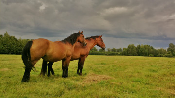кони, поле, природа, грациозные животные, 2560х1440