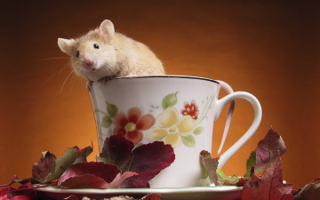 мышка в чашке, чай, листья, животные, смешное креативное фото, Mouse in a cup, tea, leaves, animals, funny creative photo