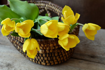 желтые тюльпаны в корзине, цветы, весна