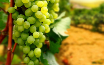 белый виноград, гроздь, ягоды, витамины, вкусная еда, обои, White grapes, bunch, berries, vitamins, delicious food, wallpaper