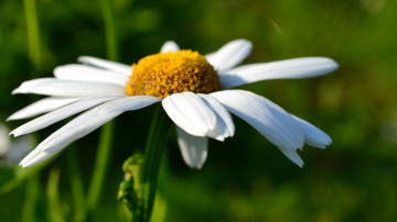 Фото бесплатно белая ромашка, лепестки, летние цветы