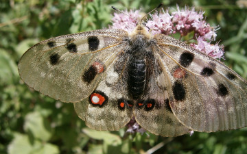 Фото бесплатно бабочка, крылья, узор