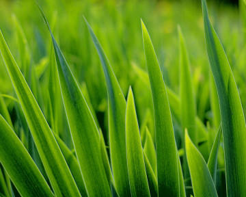 зеленая трава, природа, супер обои, заставки на экран, green grass, nature, super screensavers on the screen