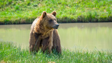 бурый медведь, хищное животное, озеро, 3840х2160 4к обои
