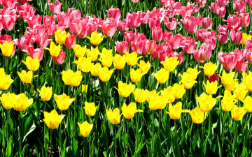 3840х2400 4к обои поле розовых и жёлтых тюльпанов
