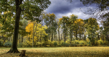 Обои на рабочий стол осень, поляна, деревья, лес, краски осени, пейзаж, природа, парк