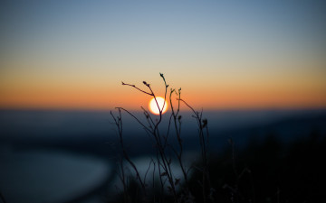 Фото бесплатно закат, травинка, солнце, природа