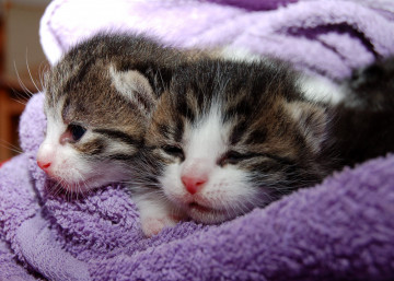 маленькие котята-близнецы в махровом полотенце
