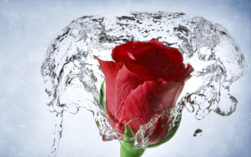 роза, вода, брызги, макро, цветок, бутон, красивые обои скачать, Rose, water, spray, macro, flower, bud, beautiful wallpaper download