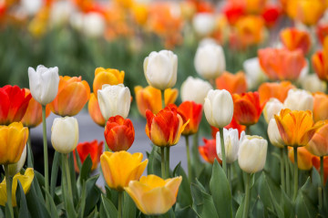 Фото бесплатно обои красочные тюльпаны, живописный, весна, цветы